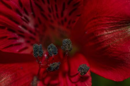 dark red blooms show detailsの写真素材
