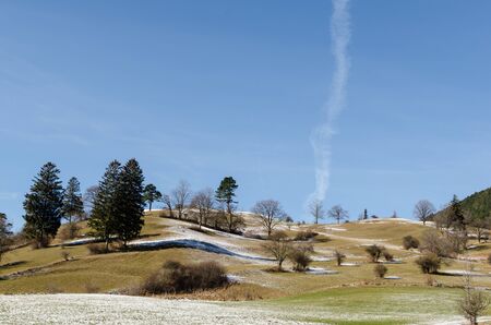 many trees in nature with blue skyの写真素材