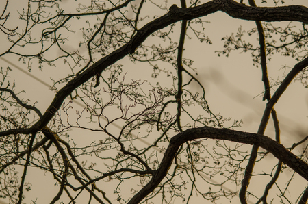 branches without leaves in winterの写真素材