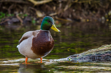 duck standing in shallow creekの写真素材