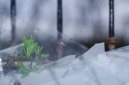 small green plant in a broken windowの写真素材