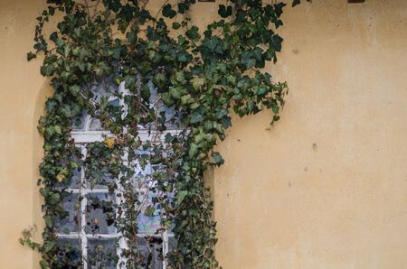 many plants growing on wall and window