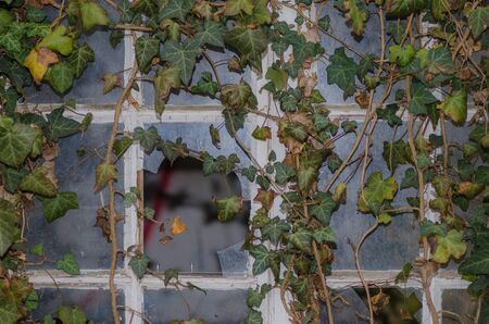windows and many plants