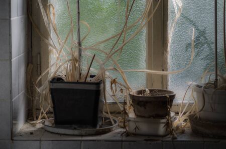 Forgotten dried plants on windowの写真素材
