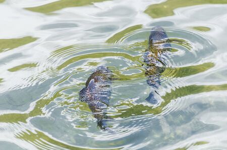 fish swimming in the water of a pond