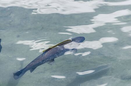fish in the clear water of a pondの写真素材