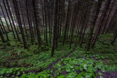 many straight trees in the steep forest