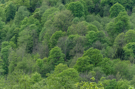 many different green trees detail