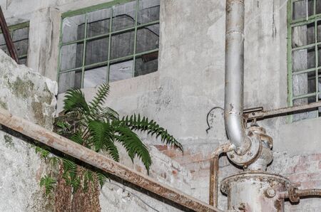 green fern on a wall in abandoned factoryの写真素材