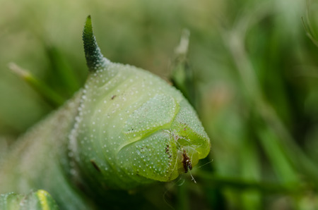 green caterpillar with horn macro view