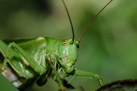 green grasshopper head in summer