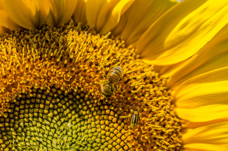 fresh sunflower with bee in summer