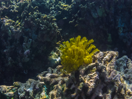 yellow feather star on coral in the seaの写真素材