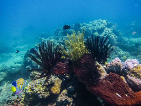 delicate colorful coral feathers in the seaの写真素材