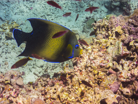 angelfish swims in the clear sea water