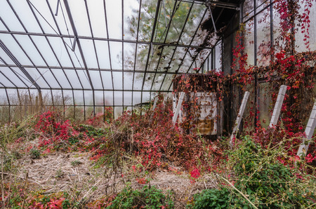 abandoned market garden and red leaves in autumnの写真素材