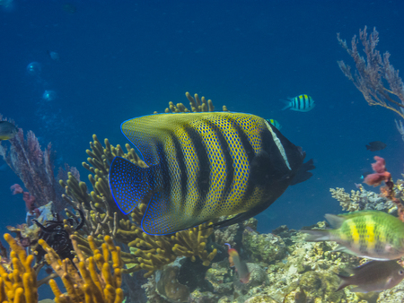 angelfish at colorful coral in the blue sea