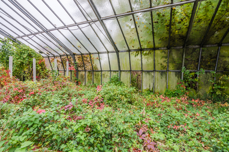 greenhouse in autumn in abandoned market gardenの写真素材