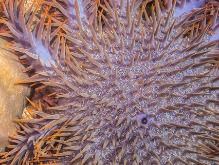 crown-of-thorns starfish on coral closeupの写真素材
