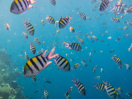 many indopacific sergeants fish in the sea