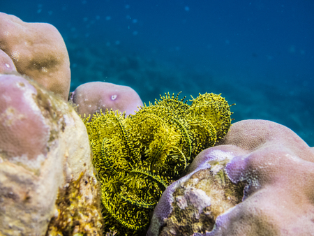 yellow feather star at coral in the seaの写真素材