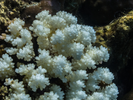 white coral in the sea macro viewの写真素材