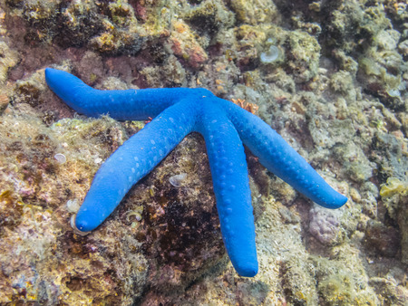 blue starfish on coral in the seaの写真素材