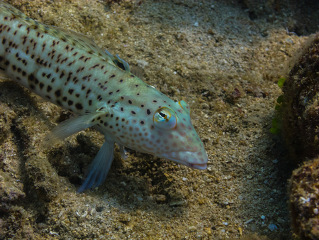 checkerboard goby fish on reef in indonesia