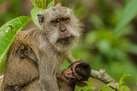 monkey macaque and baby in the jungle