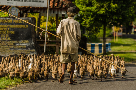man with many ducks in Bali indonesiaのeditorial素材