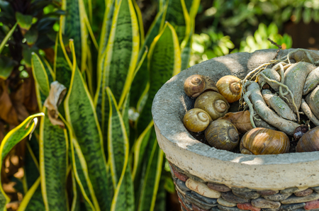 snail shell in a pot of temple in baliの写真素材