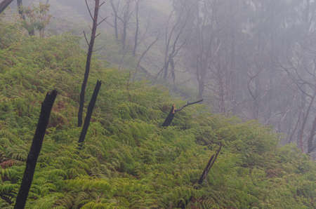 dead trees and green ferns at volcanoの写真素材