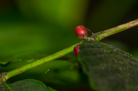 luwak coffee bean on a tree in baliの写真素材