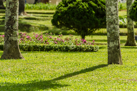 grass trees and flowers in temple complex on Bali Indonesiaの写真素材