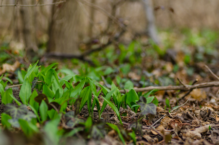 green fresh wild garlic in the forest