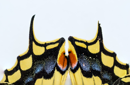 butterfly swallowtail detail viewの写真素材