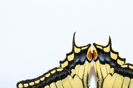 Butterfly swallowtail view white backgroundの写真素材
