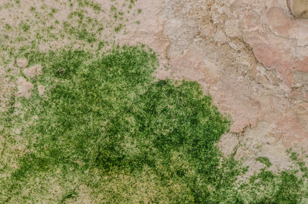 wall with green mold in an old houseの写真素材
