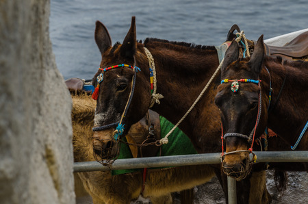 donkeys are waiting for tourists in Santoriniの写真素材