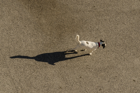 dog and shadow on the sand beachの写真素材