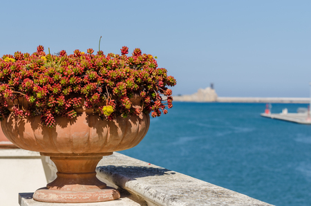 pot with plants at the sea in greeceの写真素材