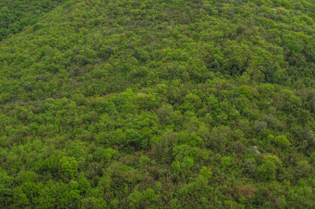 green trees on a mountain in greece