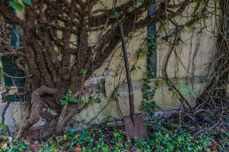 thick plants and shovel at a houseの写真素材