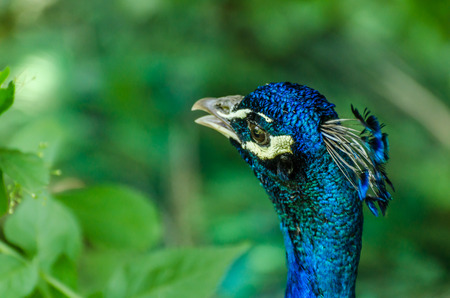 peacock detail view headの写真素材