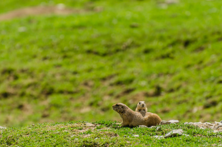 two meerkats on a hill in the zoo