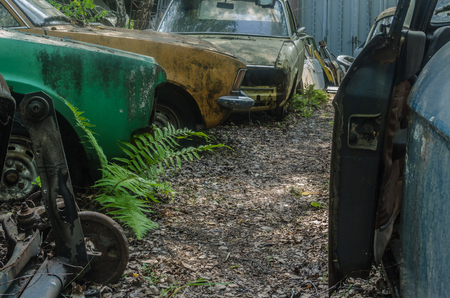 Fern at cars on a abandoned junkyardの写真素材