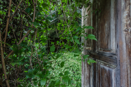 Overgrown door in abandoned glasshouseの写真素材