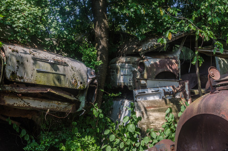 many overgrown rusty old cars in a forestの写真素材