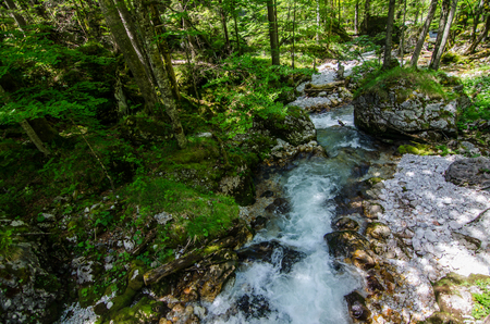 Wild brook with trees in nature while hikingの写真素材