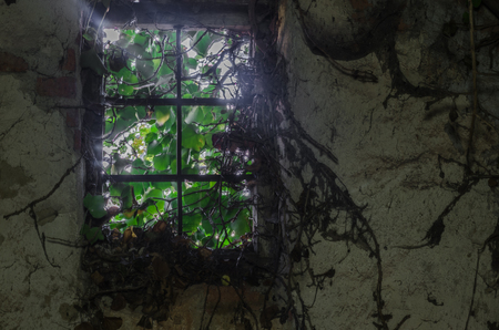 overgrown window with plants in a house